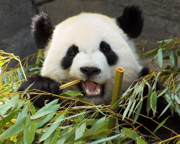 Fig0 panda bamboo