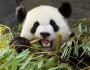 The giant panda is herbivore but has the gut microbiota of a carnivore