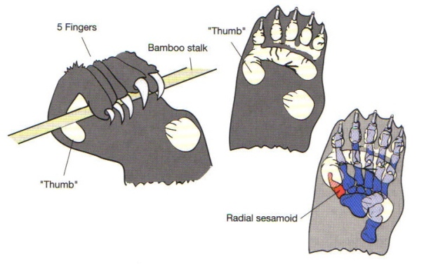 Fig1 panda's thumb