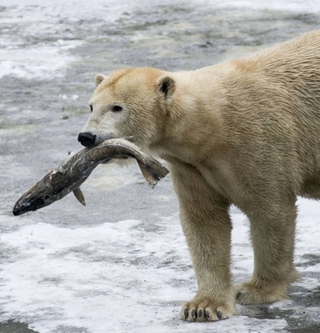 Fig 7b Videos-de-Animales-oso-polar-cazando-salmon