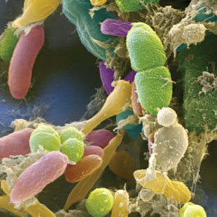 Fig 2 gut microbiota Eye of Science