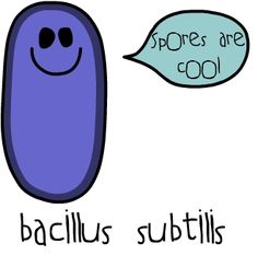 Fig 0 pinterest-com cool bacillus-subtilis-science-comics