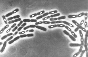 Fig 2 bacillus Simon Cutting