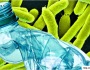 Plastic-eating bacteria