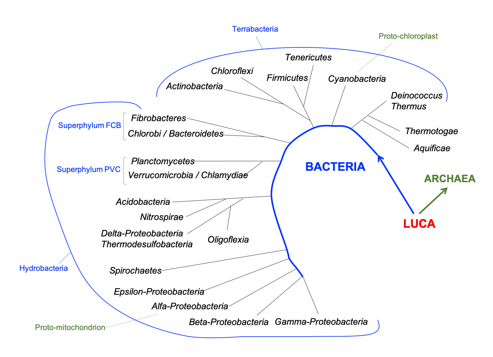 Fig 4 arbre bacteris